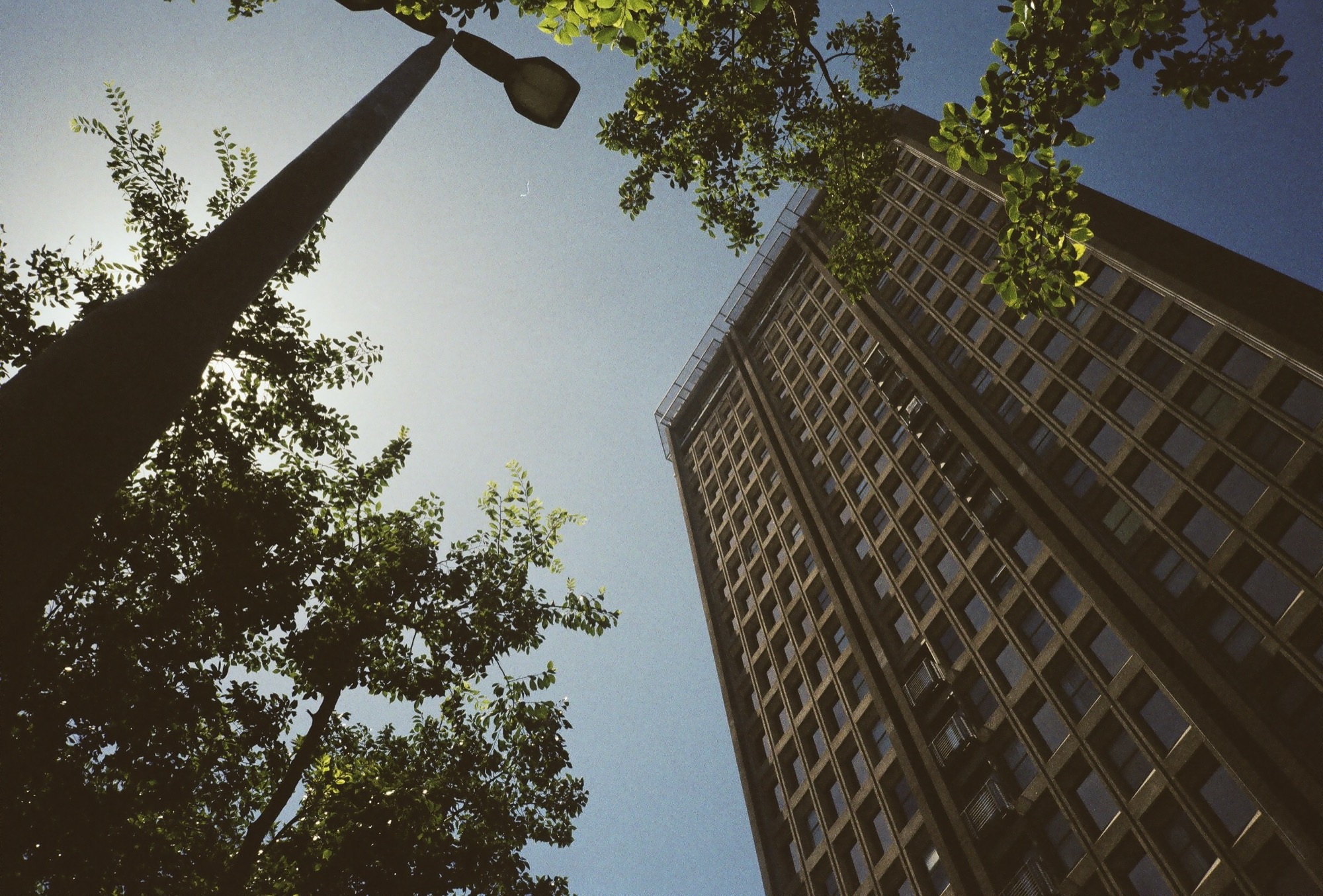 Looking up at a Cape Town tower through trees with the sun flaring, from 'More Than Colourful Houses'