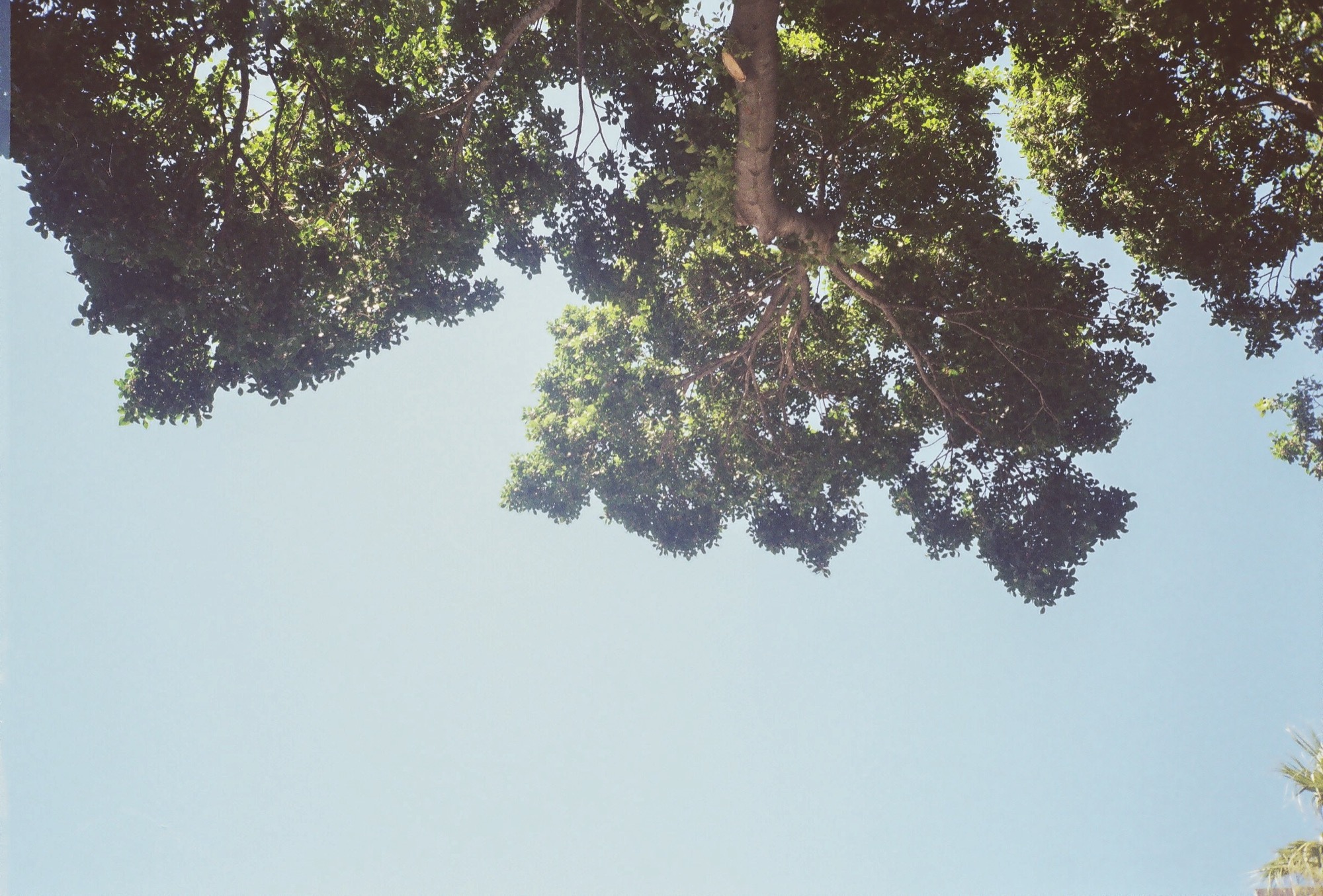 Tree canopy against a clear blue sky