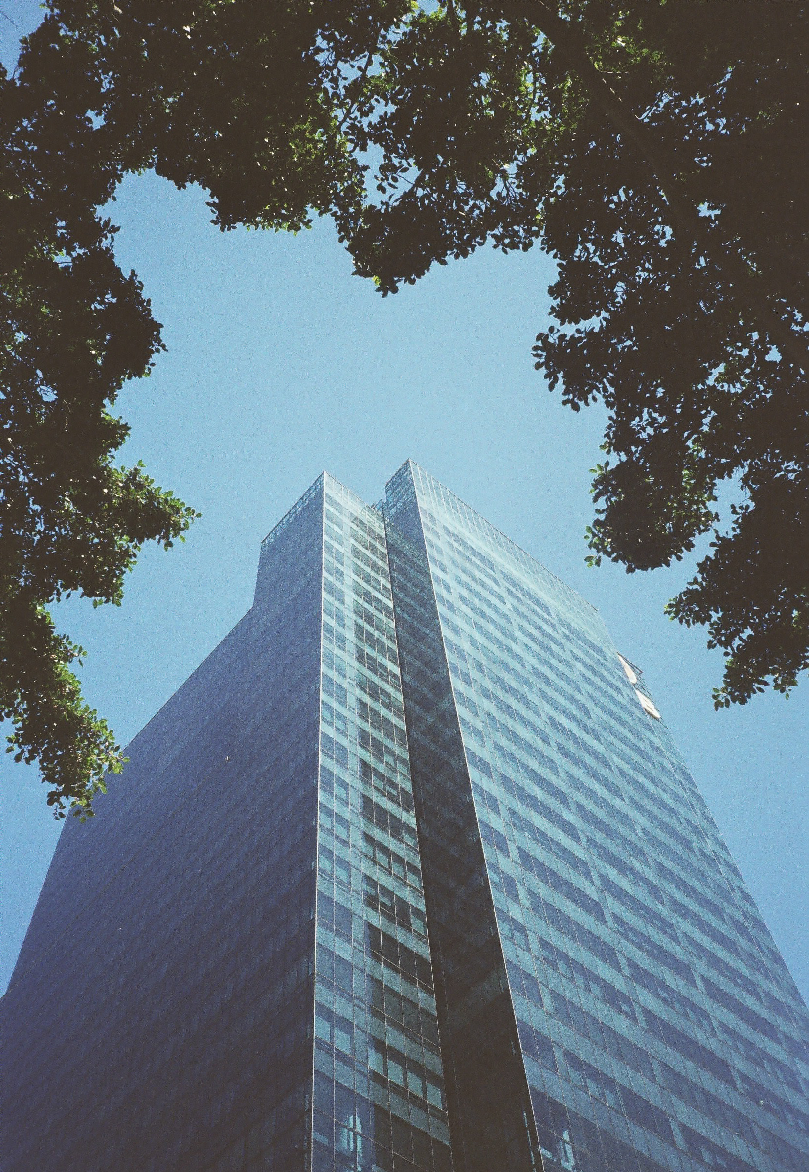 Glass tower rising between the trees